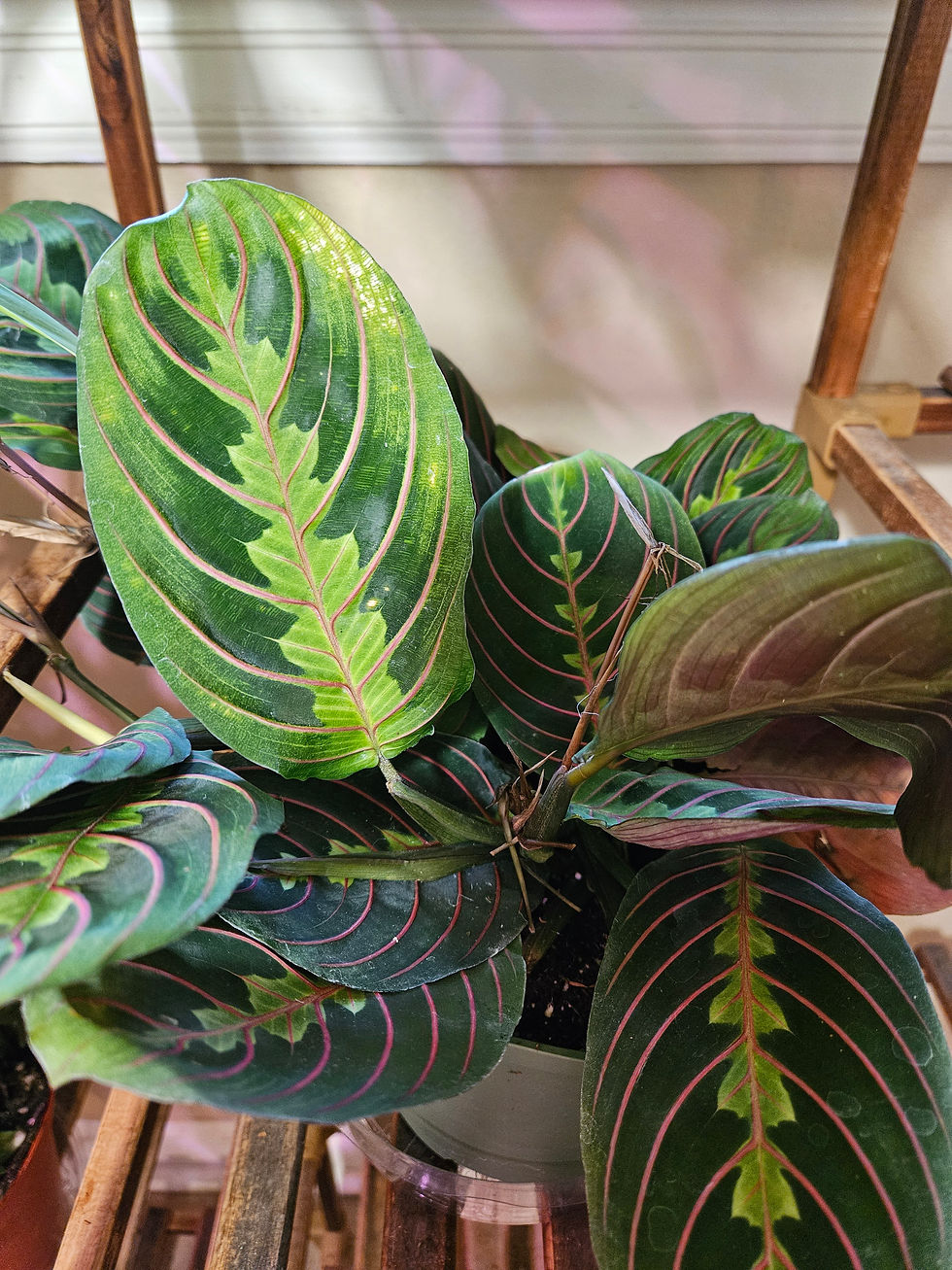 Miniaturbild: Maranta Leuconeura "Erythroneura"
