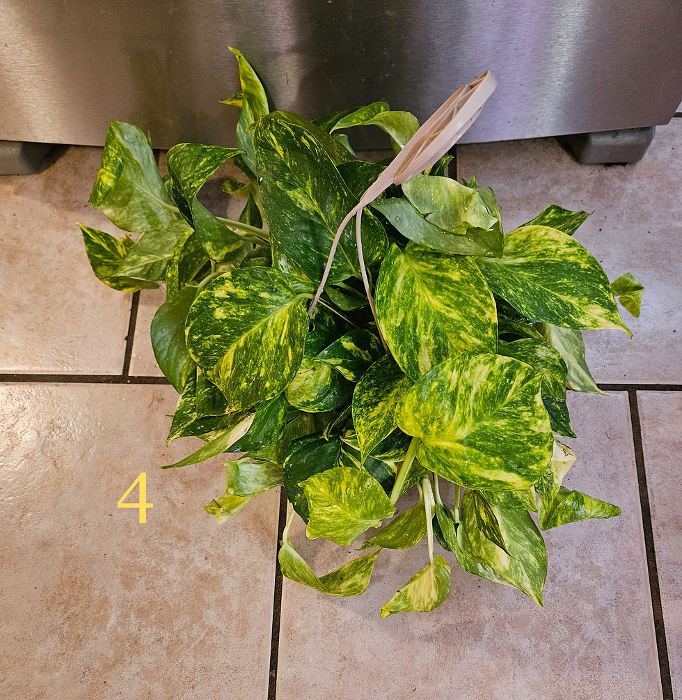 Миниатюра: Epipremnum Aurea Churchill