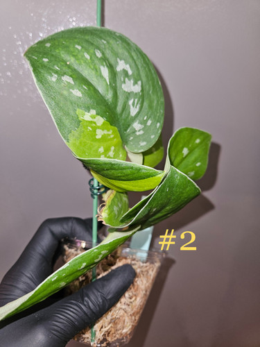 Scindapsus Sentarum センタラム② Scindapsus Sentarum センタラム② Scindapsus Sentarum (2-4