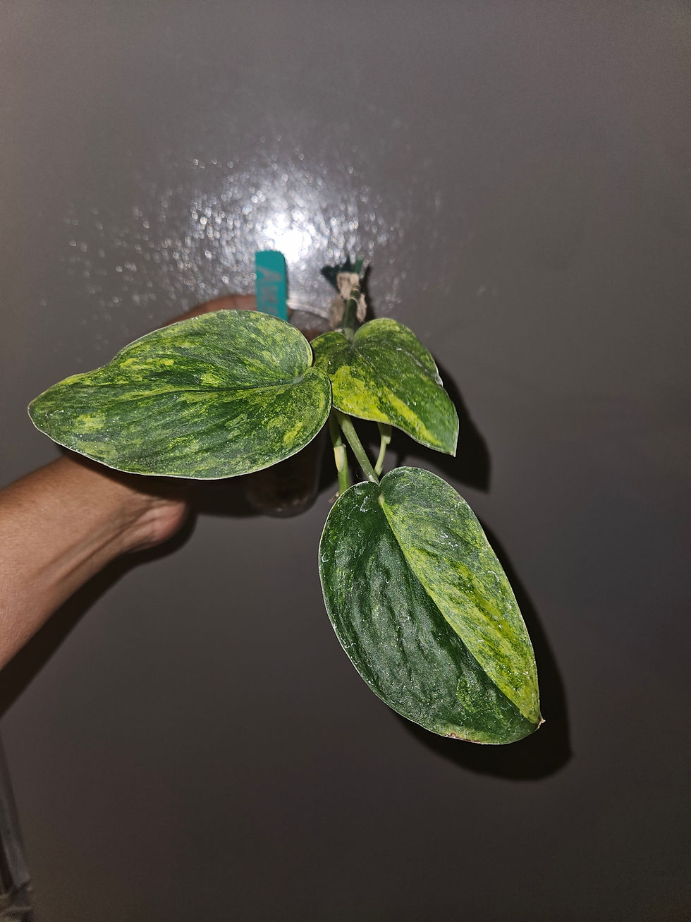 Thumbnail: Scindapsus Exotica Aurea NOID