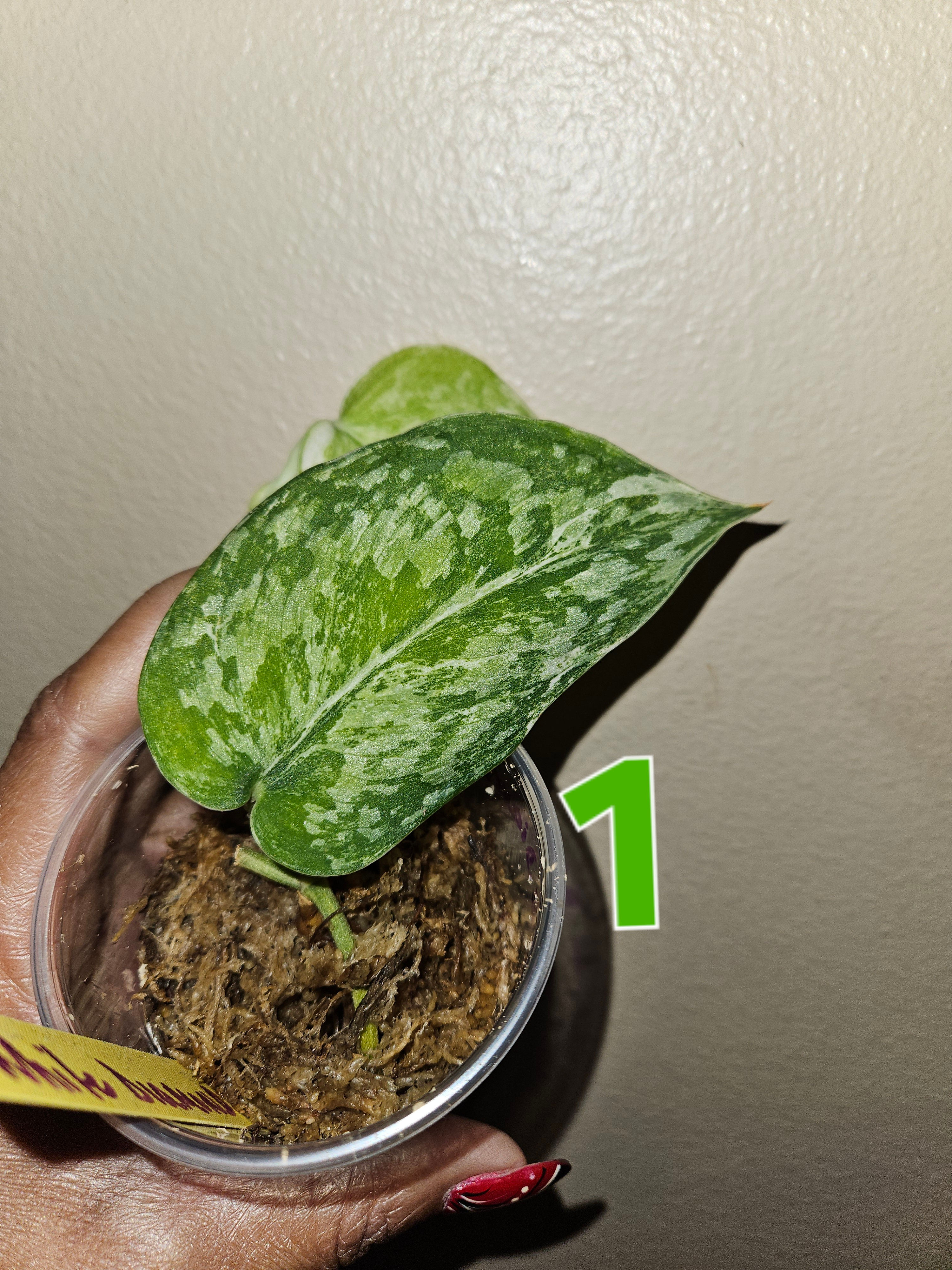 Scindapsus White Diamond