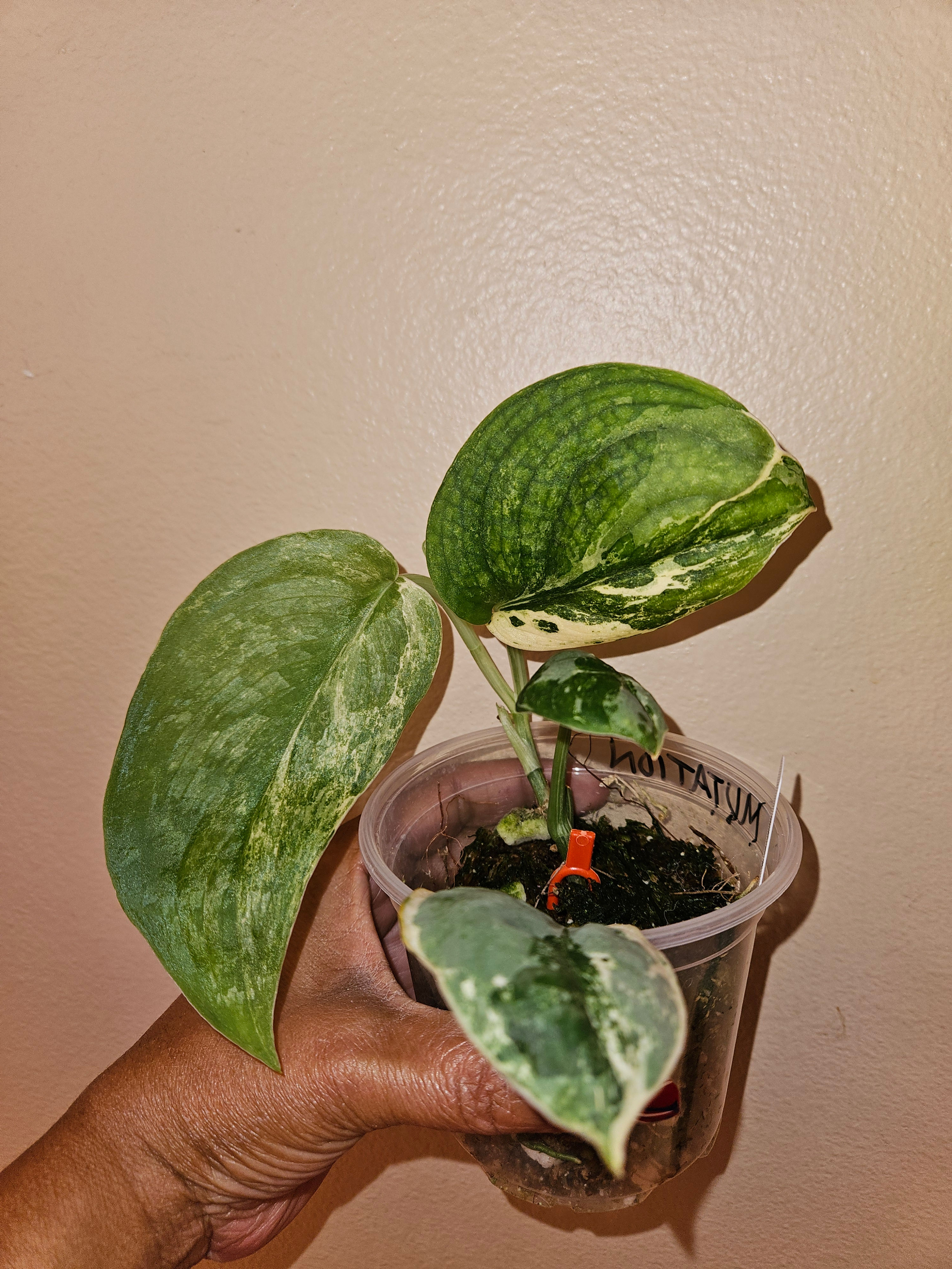 Scindapsus Dark Splash Marble Mutation