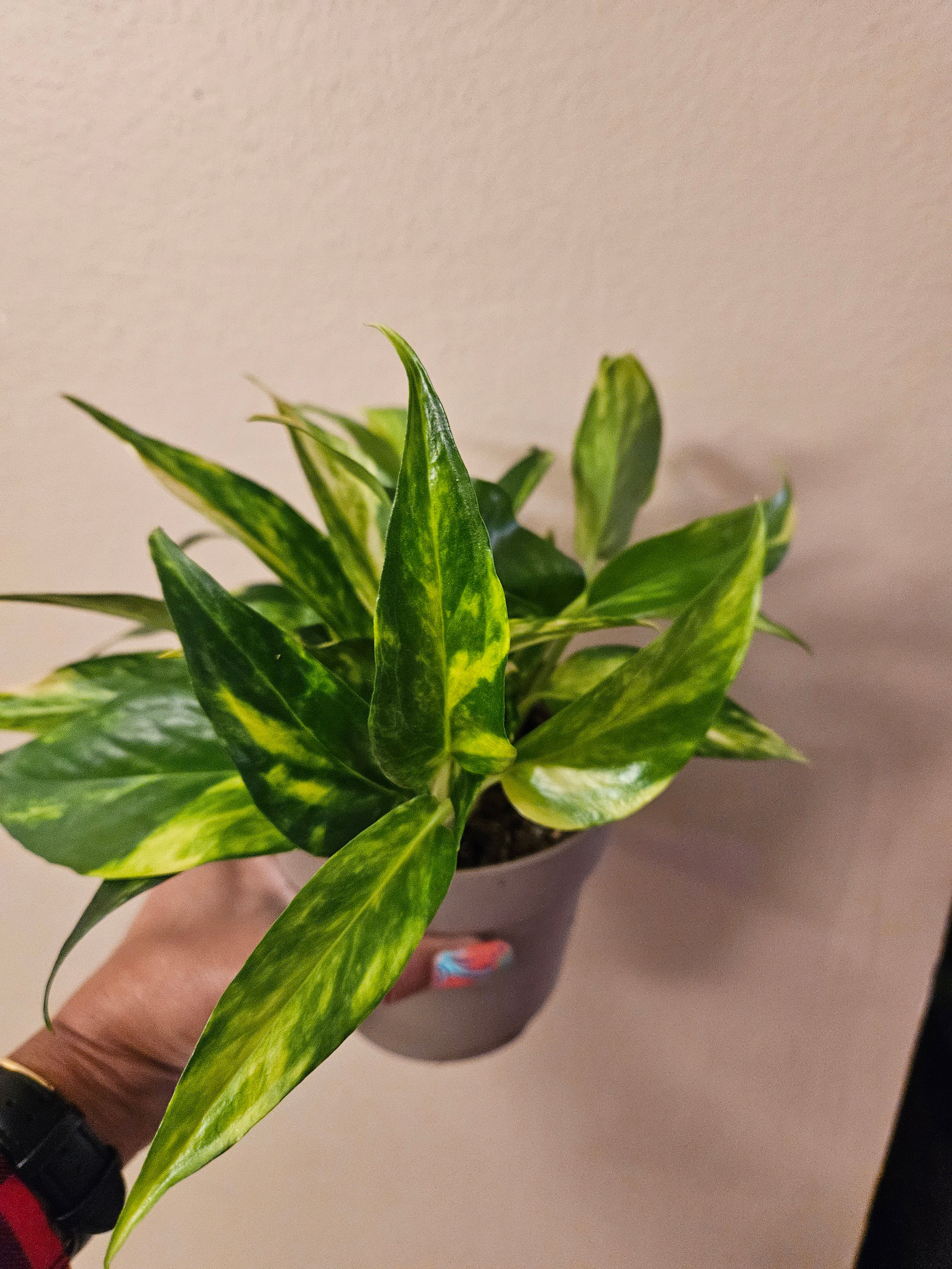 Epipremnum Aureum 'Hot Needle'