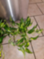 Thumbnail: Epipremnum Aureum Hot Needle