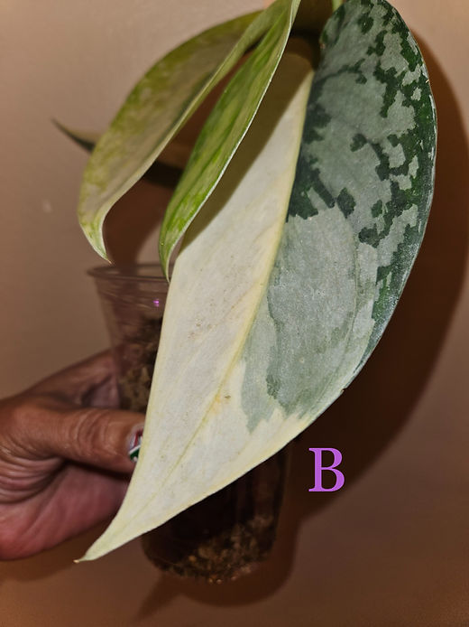 Scindapsus Pictus 'Lakambini' | P-Leaves' POP Scindapsus Pictus 'Lakambini' | P-Leaves' POP