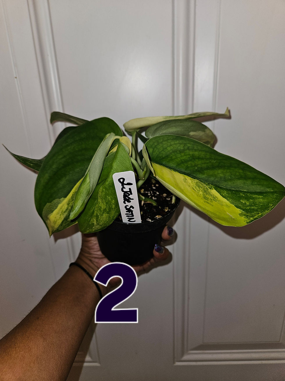 Thumbnail: Scindapsus Jade Satin Aurea