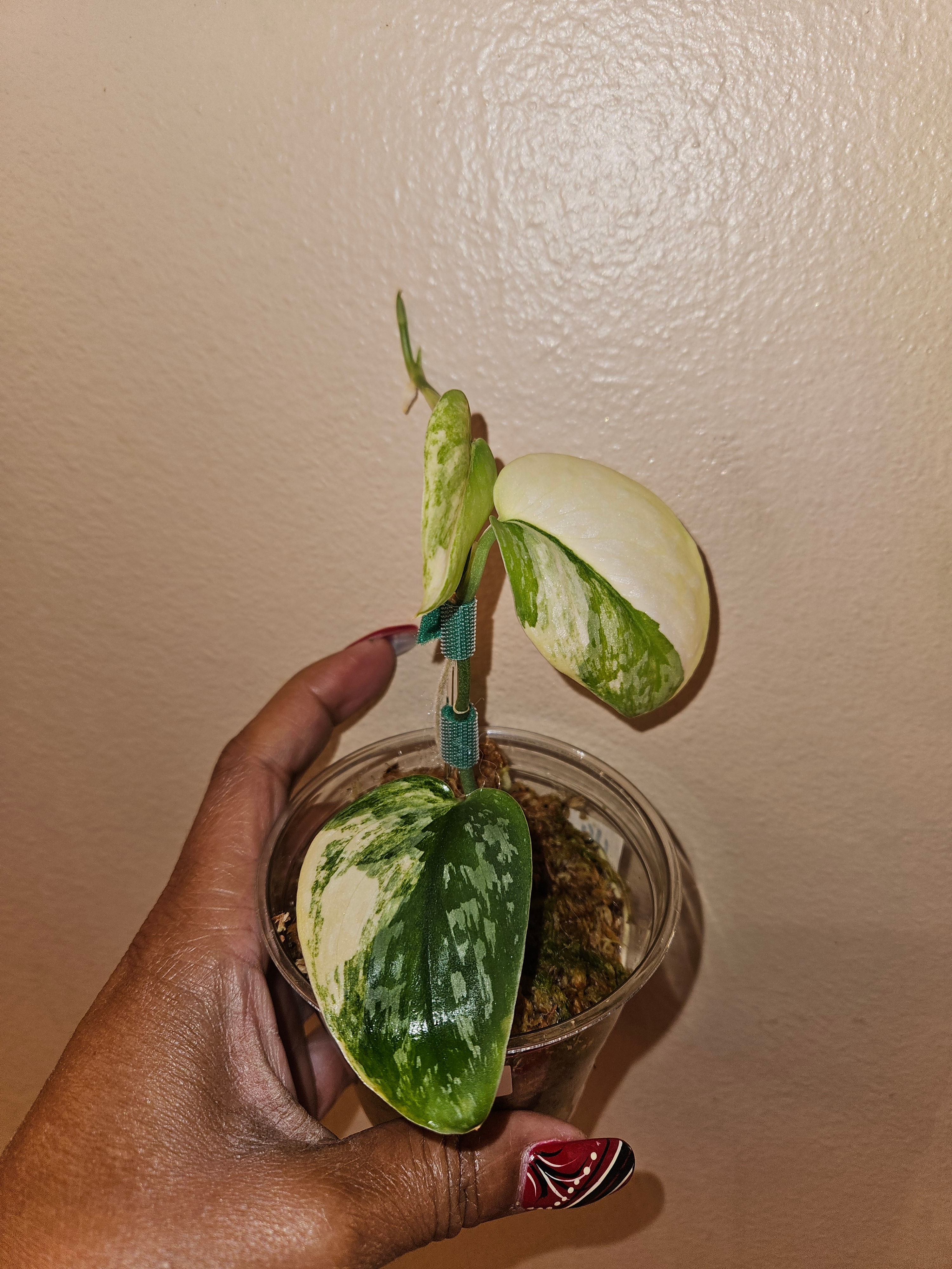 Scindapsus Exotica Aurea sp. Salaka