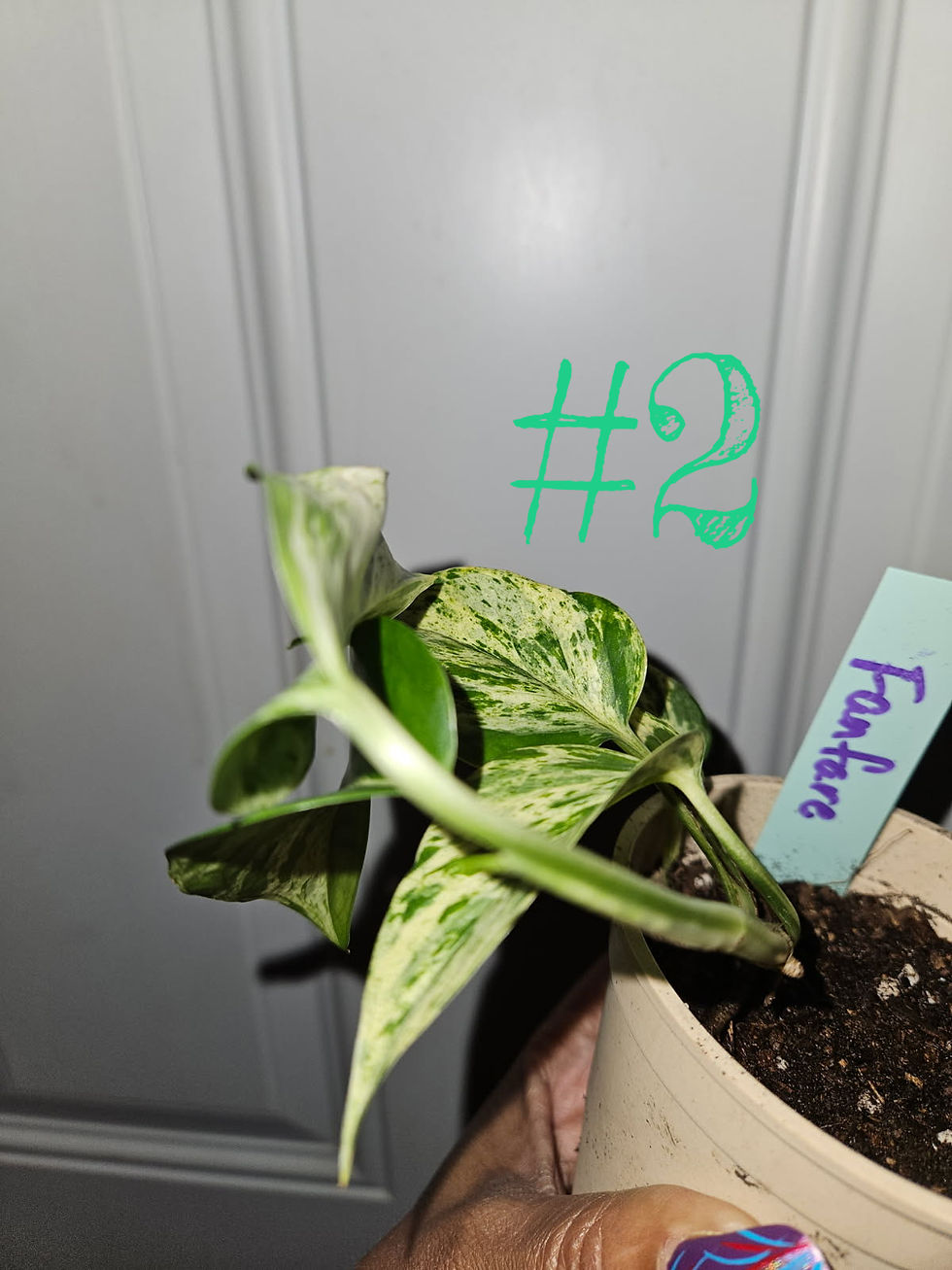 Miniature : Epipremnum Aureum Teruno Fanfare