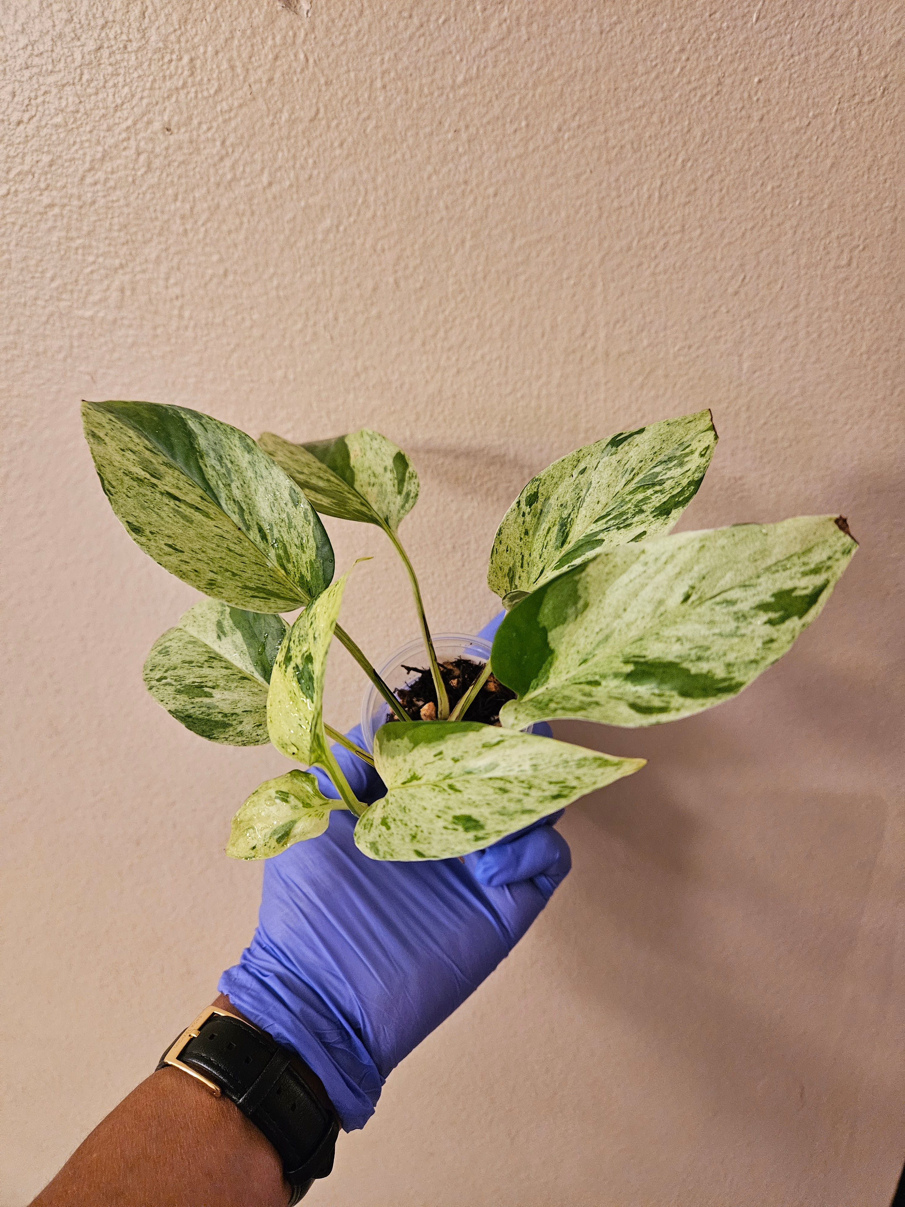 Epipremnum Aureum Grace
