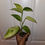 Миниатюра: Scindapsus Longipitatus Varigated
