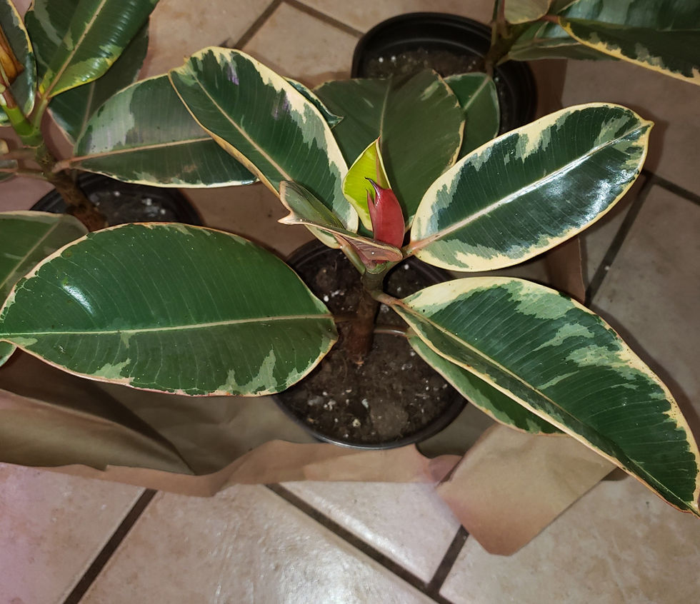 Miniature : Ficus Elastica Tineke