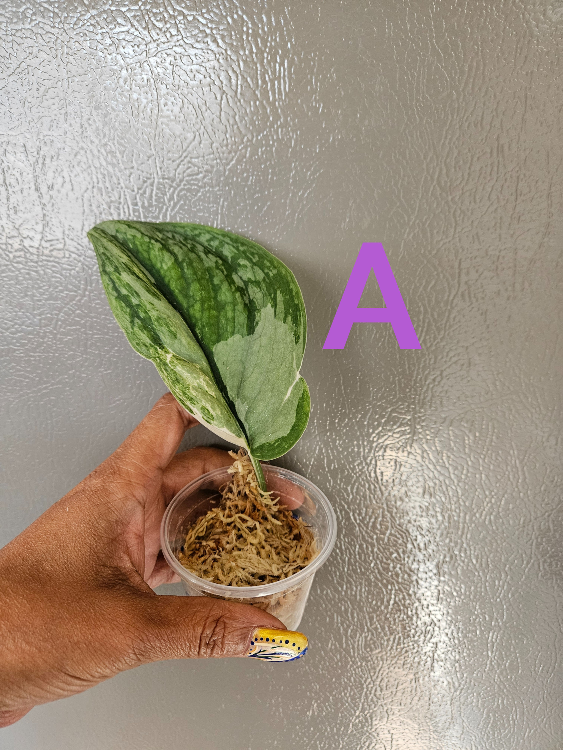 Scindapsus Raven Tricolor