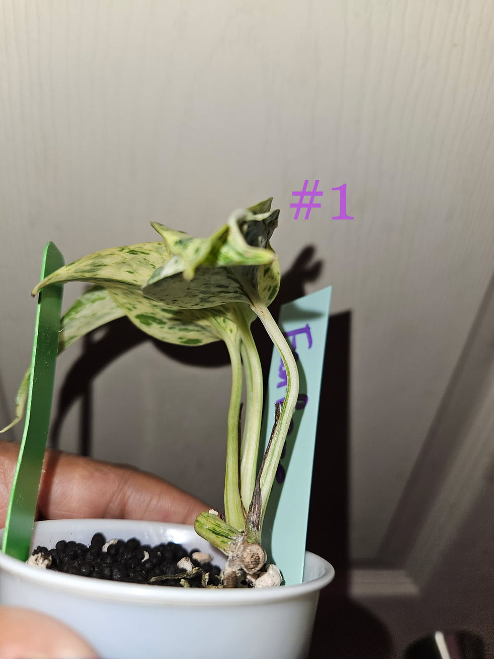 Miniature : Epipremnum Aureum Teruno Fanfare