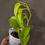 Miniaturbild: Epipremnum Aureum Lima Compacta