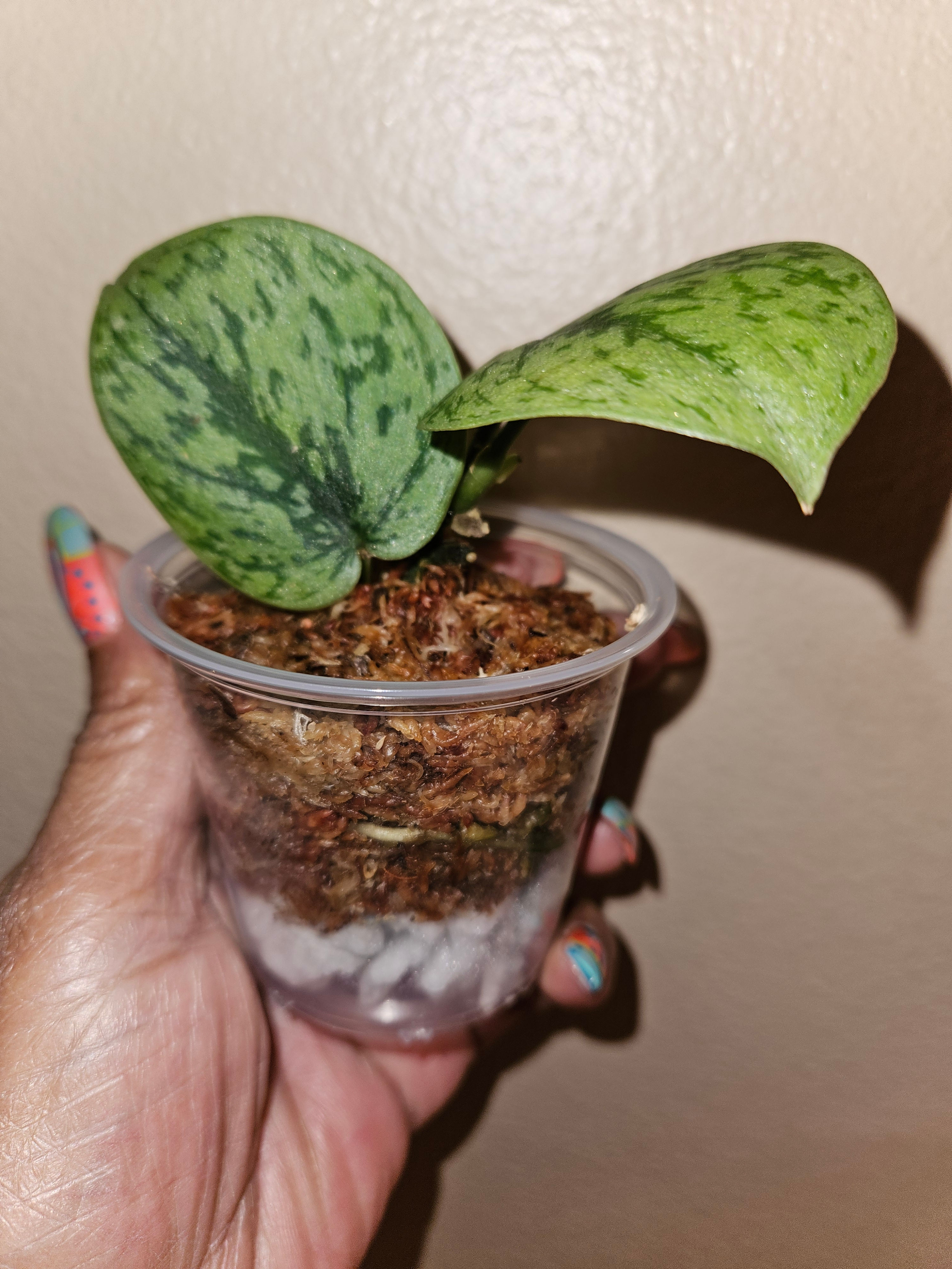 Scindapsus 'Silver Army' NOID