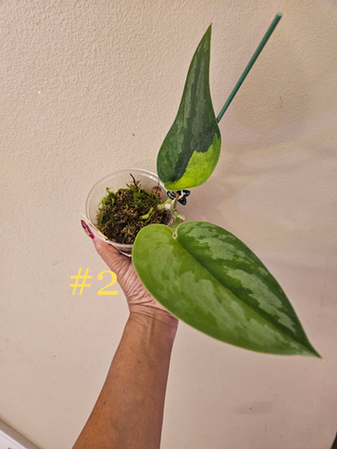 Scindapsus Garawa | P-Leaves' POP Scindapsus Garawa | P-Leaves' POP