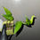Миниатюра: Epipremnum Aureum 'Teruno Jack'