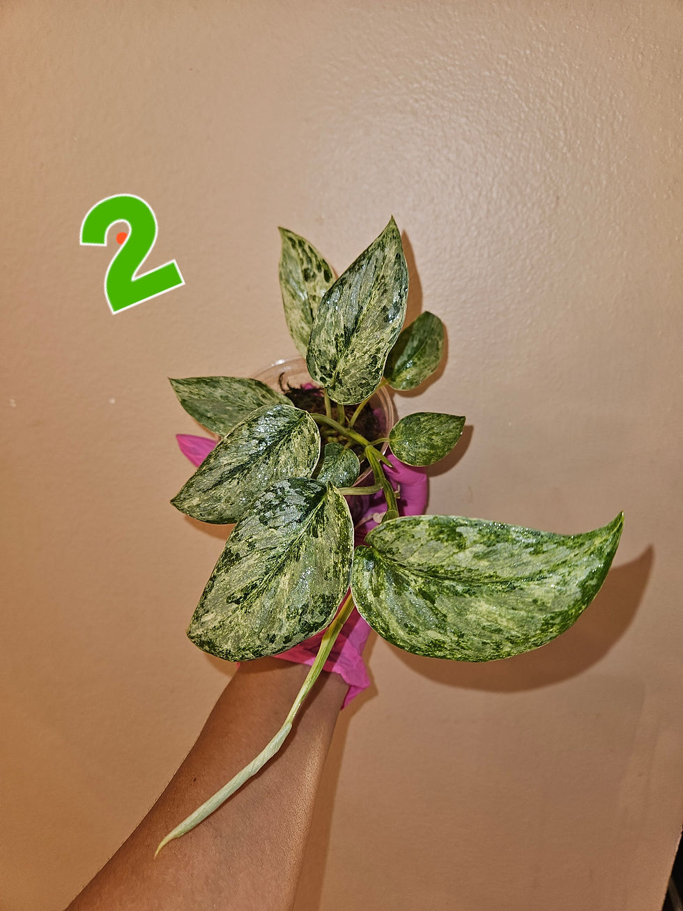Miniature : Scindapsus Exotica 'Acintya'