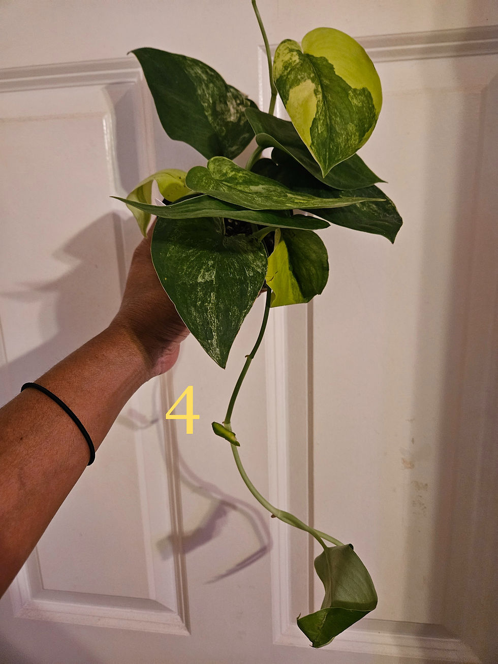 Thumbnail: Scindapsus Jade Satin Aurea
