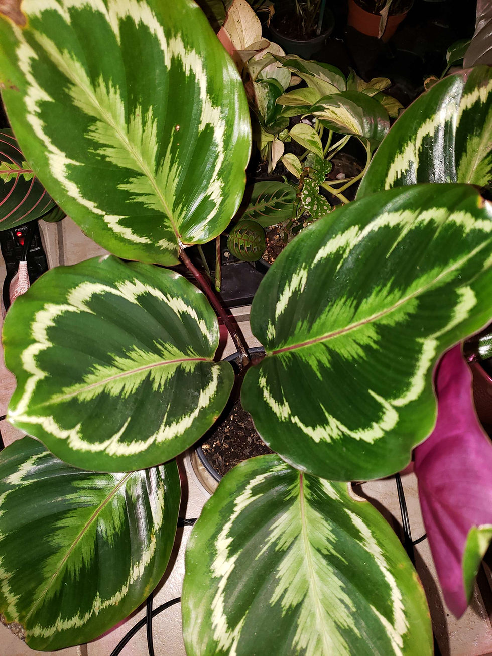 Miniature : Calathea Roseopicta "Medallion"