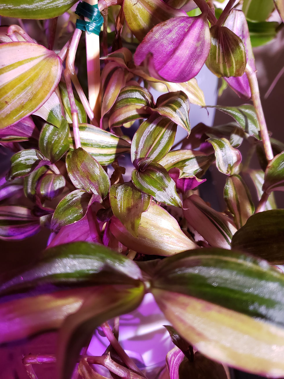 Miniaturbild: Tradescantia Zebrina 'Multi-color Discolor'