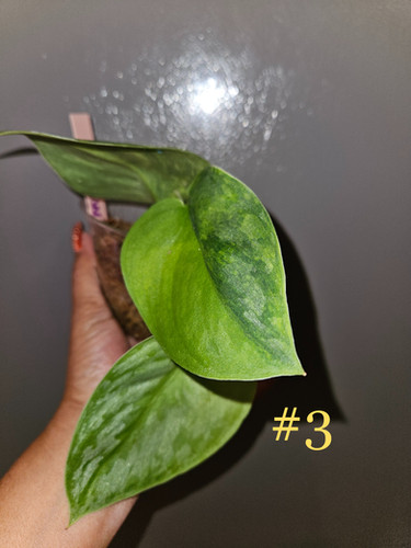 Scindapsus Garawa | P-Leaves' POP