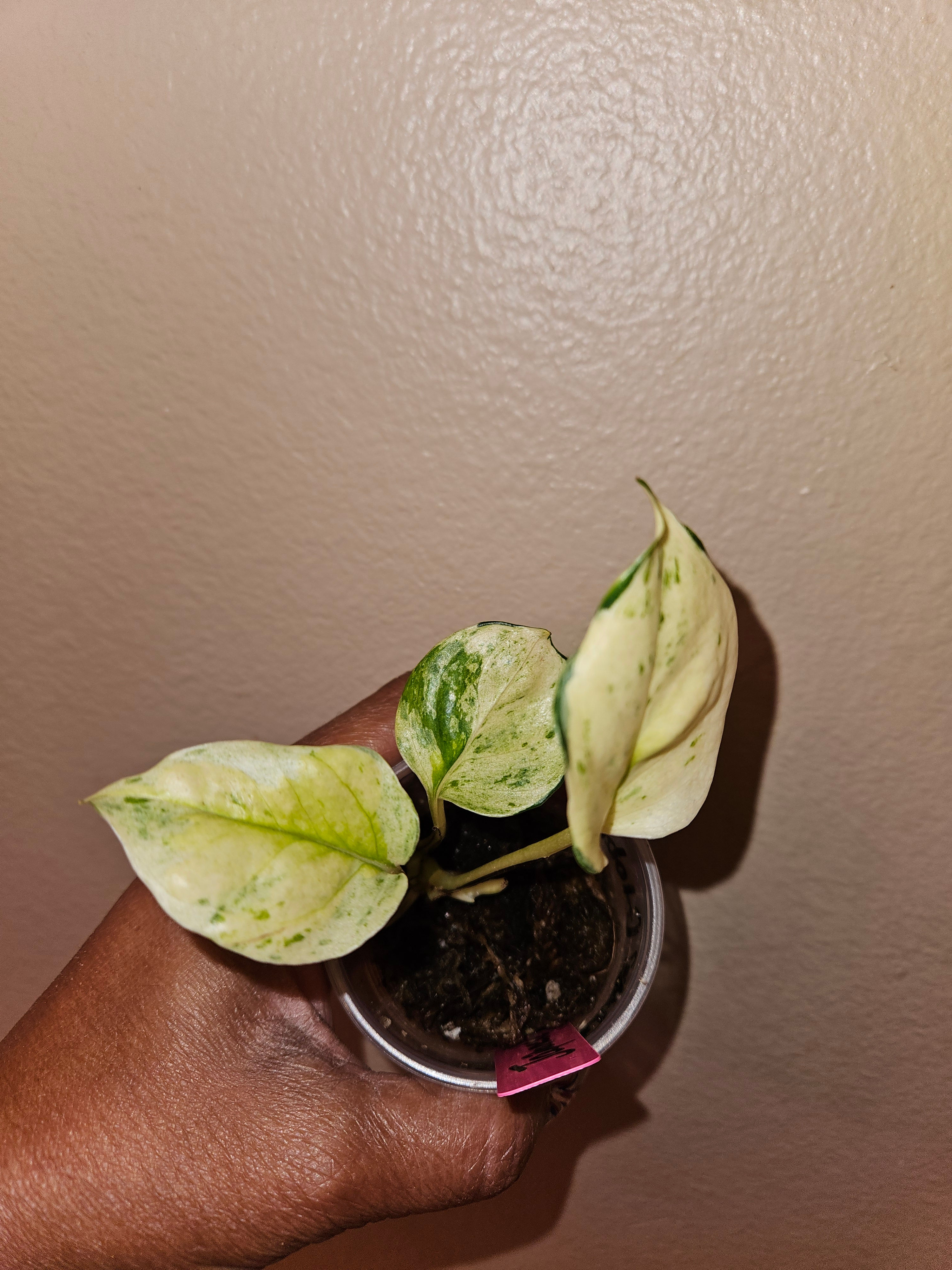 Epipremnum Aureum Japanese Global