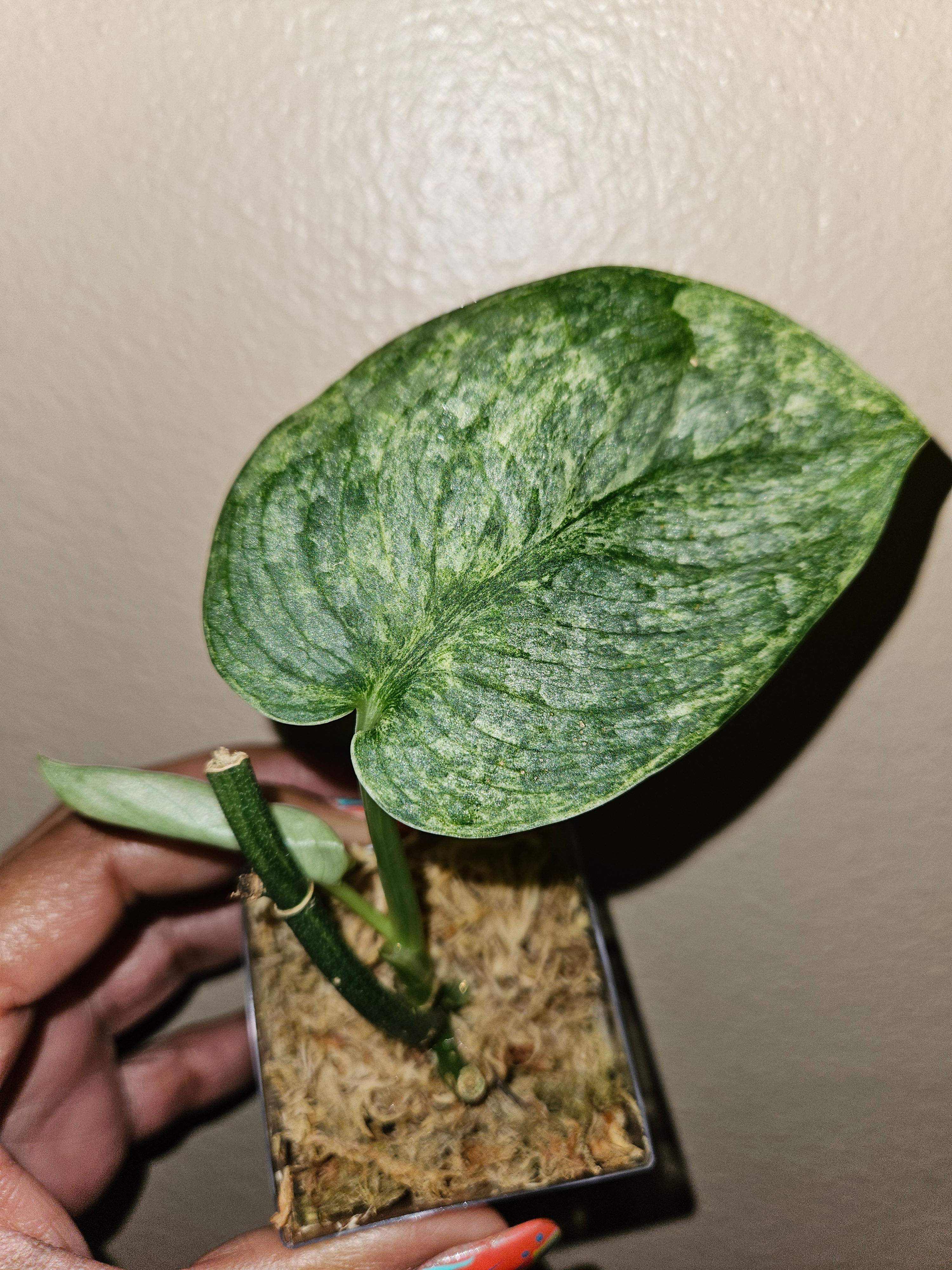 Scindapsus Silver Splash 'Salaka Nagara'