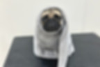 犬写真