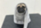 犬