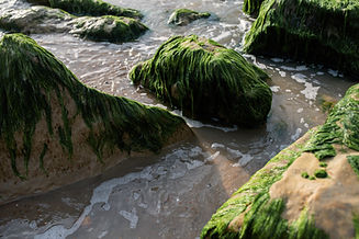 A picture of the sea and some rocks with green seaweed