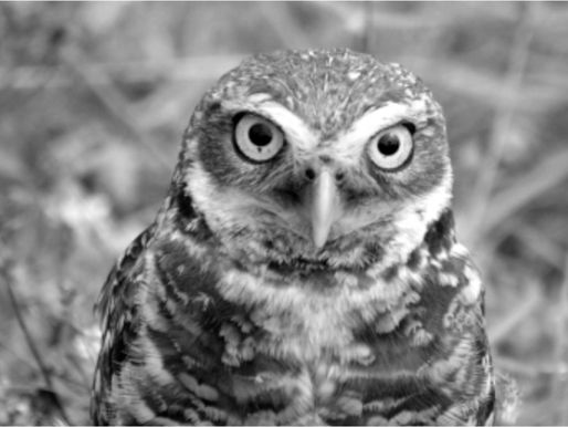 Those Mysterious Owls