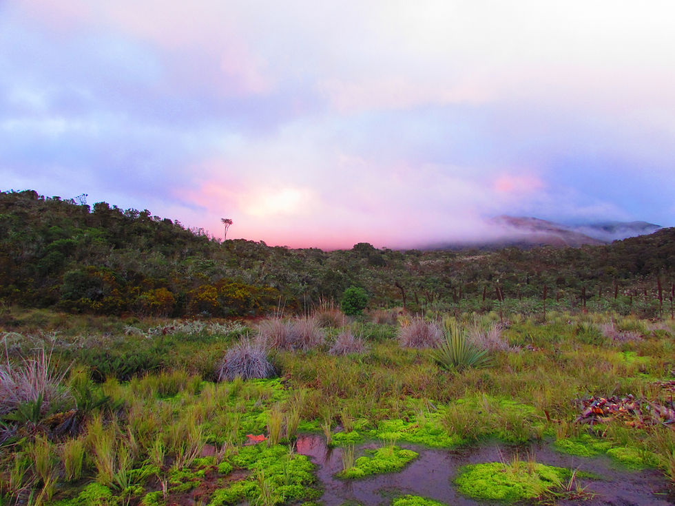 Sphagnum peatland in Colombian páramo
