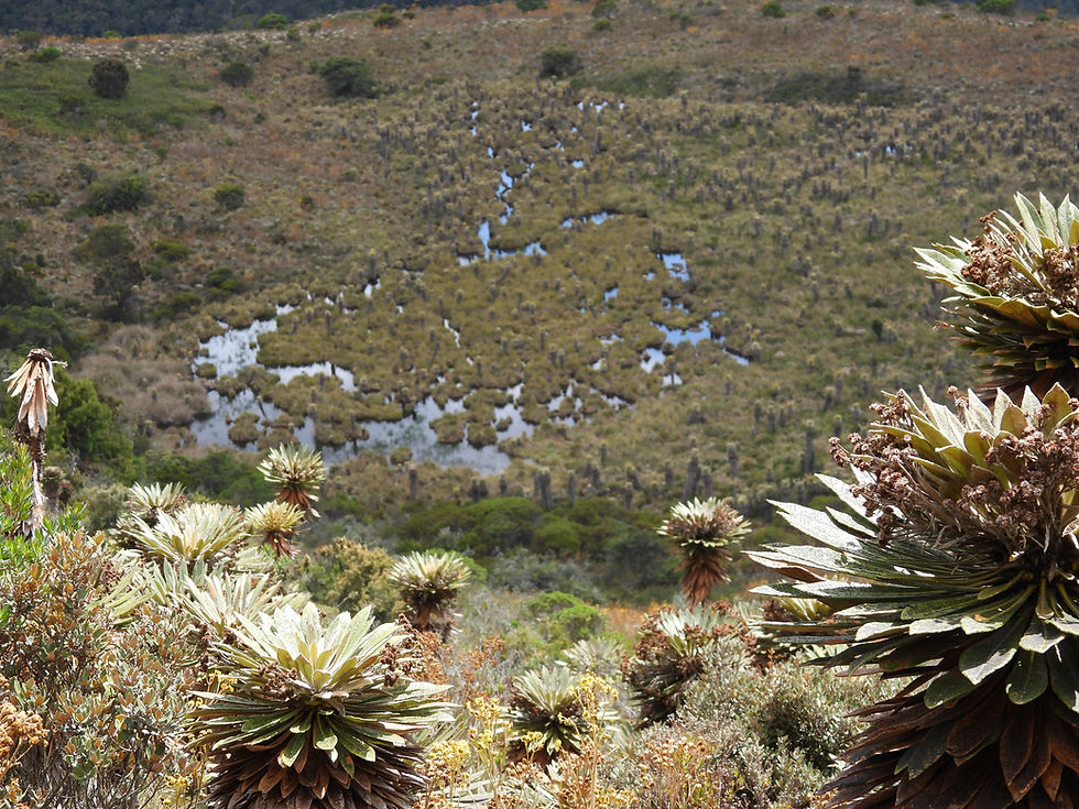 High-mountain páramo landscapes where peatlands regulate water storage and flow.