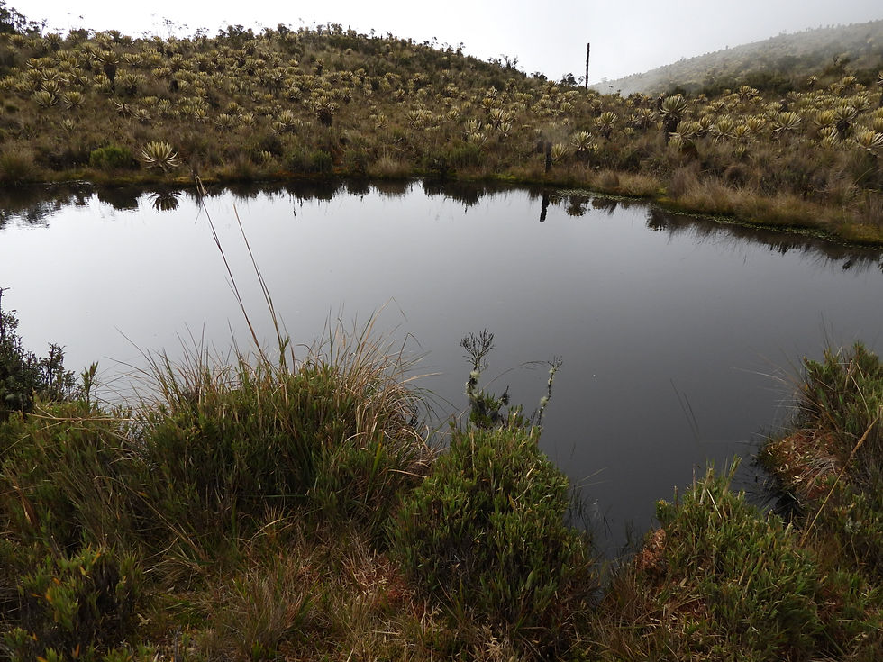 Colombian páramo landscape supporting national water systems. Los Nevados National Natural park.