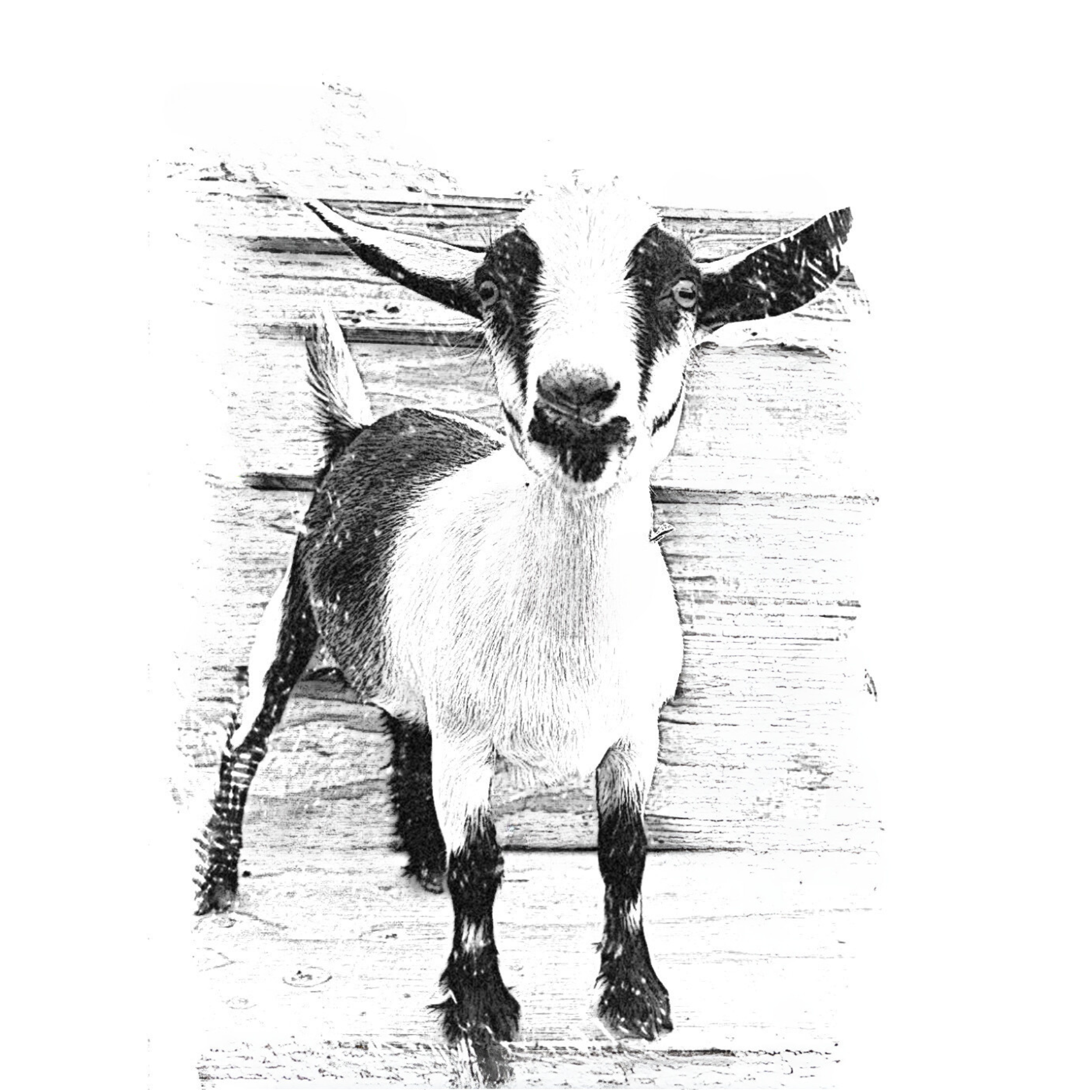 Bubbly Berry Bliss - Spa Size