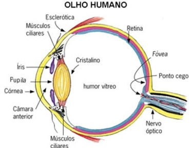 olho humano.JPG