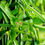 Thumbnail: Cissus Quadrangularis 15000 120vc