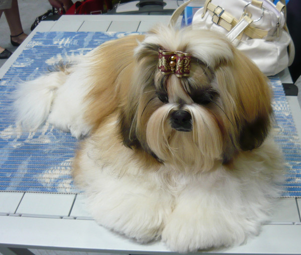 Щенки Ши Тцу Купить В Туле