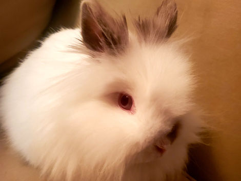 Featured resident: Daisy the rabbit