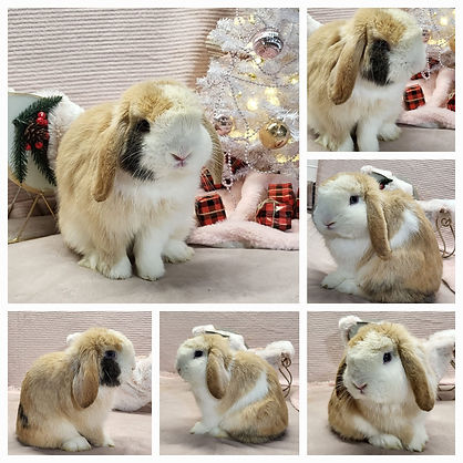 holland lop buck.jpg
