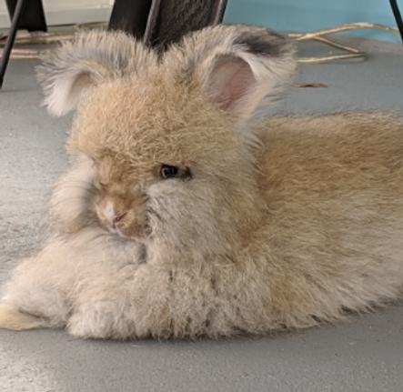 angora bunny 7.png
