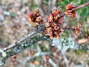 Close-up of vibrant, red and green budding flowers on a branch with a blurred natural background, evoking a sense of renewal and growth.
