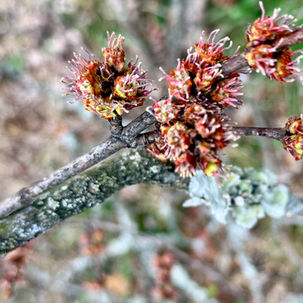 Close-up of vibrant, red and green budding flowers on a branch with a blurred natural background, evoking a sense of renewal and growth.
