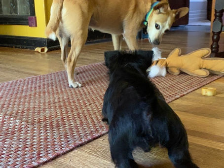 A black puppy approaches a tan dog on a red woven rug. The tan dog holds a plush toy. Hardwood floor and yellow wall in the background.