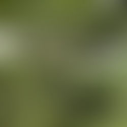 Lush green forest with sprawling, moss-covered tree branches. Dense foliage creates a serene, natural canopy, with light filtering through leaves.