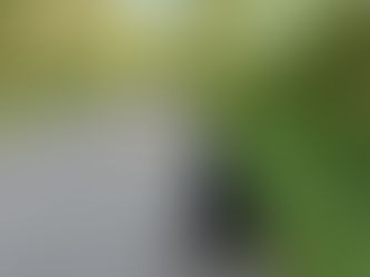 Black dog on a leash walks down a forest path surrounded by lush green trees. Sunny day with a peaceful, natural atmosphere.