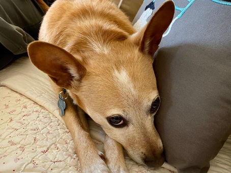Brown dog lying on a quilted bed, head resting on a gray pillow with blue embroidery. The dog looks calm and relaxed.