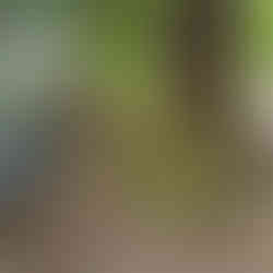 two trees on the edge of water