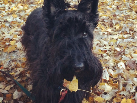Black dog in autumn leaves with a yellow leaf on its nose. The dog has a leash and looks curiously at the camera. Cozy and playful mood.
